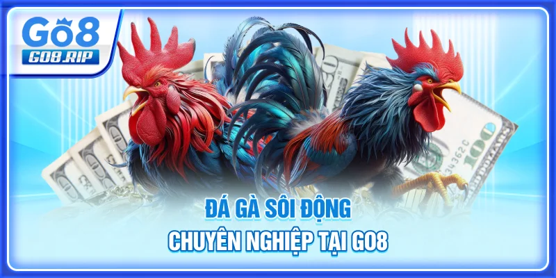 Đá gà sôi động, chuyên nghiệp tại GO8